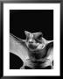 California Mastiff Bat, A.K.A. Eumops by Andreas Feininger Limited Edition Print
