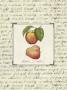 Apples by Elizabeth Garrett Limited Edition Print