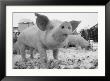 Close View Of A Young Pig In A Snowy Pen by Joel Sartore Limited Edition Print