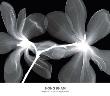 Magnolia I by Hong Pham Limited Edition Print