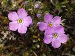 Siberian Flox Wildflowers, Kongakut River Valley, Arctic National Wildlife Refuge, Alaska, Usa by Dennis Kirkland Limited Edition Print