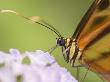 Butterfly Close-Up, Madre De Dios, Amazon River Basin, Peru by Dennis Kirkland Limited Edition Print