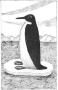 Baby Murre by Dale De Armond Limited Edition Print