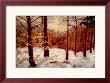 The Red Forest by Robert Pellelt Limited Edition Print