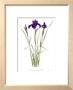 Siberian Iris `Sapphire Royal` by Pamela Stagg Limited Edition Pricing Art Print