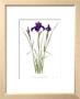 Siberian Iris `Sapphire Royal` by Pamela Stagg Limited Edition Print