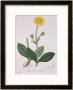 Arnica Montana From Phytographie Medicale By Joseph Roques, Published In 1821 by L.F.J. Hoquart Limited Edition Pricing Art Print