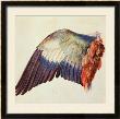 Wing Of A Blue Roller, 1512 by Albrecht Durer Limited Edition Pricing Art Print