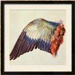 Wing Of A Blue Roller, 1512 by Albrecht Durer Limited Edition Print