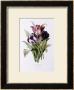 Tulips by Pierre-Joseph Redoutã© Limited Edition Print