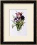 Tulips by Pierre-Joseph Redoute Limited Edition Pricing Art Print