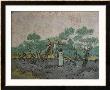 The Olive Pickers, Saint-Remy, C.1889 by Vincent Van Gogh Limited Edition Print