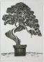 Bonzai Iii by Marc Jurt Limited Edition Pricing Art Print
