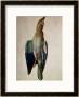 Blue Crow, 1512 by Albrecht Durer Limited Edition Pricing Art Print