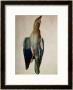 Blue Crow, 1512 by Albrecht Dürer Limited Edition Pricing Art Print