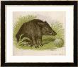 Wild Boar Seated In The Undergrowth by Brittan Limited Edition Print