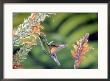 Striped-Tailed Hummingbird, Male, At Hansteinia Blepharorhachis, Costa Rica by Michael Fogden Limited Edition Pricing Art Print
