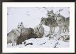 Wolf, Pack Feeding On Red Deer Carcass, Scotland by Mark Hamblin Limited Edition Pricing Art Print