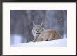 European Lynx, Female Resting In Falling Snow, Norway by Mark Hamblin Limited Edition Print