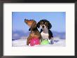Beagle & Dachshund Puppy, Pair Playing With Balls by Alan And Sandy Carey Limited Edition Print
