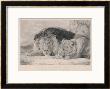 Sleeping Lion And Lioness by F. Lewis Limited Edition Print