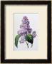 Lilac Bush by Pierre-Joseph Redoute Limited Edition Print