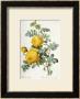 Rosa Sulfurea by Pierre-Joseph Redouté Limited Edition Pricing Art Print