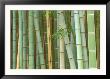 Bamboo Forest, Kyoto, Japan by Rob Tilley Limited Edition Print