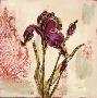 Iris Paisley I by Bella Dos Santos Limited Edition Pricing Art Print