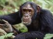 Male Chimpanzee Portrait, Gombe National Park Tanzania by Anup Shah Limited Edition Print