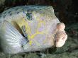 Cube Trunkfish / Yellow Boxfish, Layang Layang Atoll, Malaysia by Doug Perrine Limited Edition Pricing Art Print