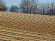 Diagonal Lines Of A Plowed Field, Winter Trees And Hills In Back, France by Stephen Sharnoff Limited Edition Pricing Art Print