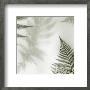 Ferns Ii by Alan Blaustein Limited Edition Pricing Art Print