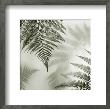 Ferns I by Alan Blaustein Limited Edition Pricing Art Print