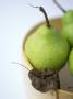 Still Life With Williams (Bartlett) Pears In A Rice Steamer by David Loftus Limited Edition Pricing Art Print