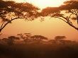 Acacia Trees, Kenya by Ron Johnson Limited Edition Print