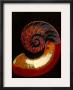 Nautilus by Eduard Ritter Von Engerth Limited Edition Print