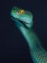 A Pope's Pitviper (Trimeresurus Popeorum) by Gary Mcvicker Limited Edition Print