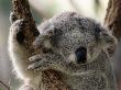 Koala Snoozing, Australia by Inga Spence Limited Edition Print