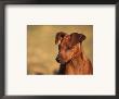 Miniature Pinscher Portrait by Adriano Bacchella Limited Edition Pricing Art Print