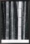 Bamboo No. 4, Kyoto by Chris Honeysett Limited Edition Pricing Art Print