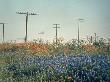 The State Flower Of Texas, A Field Of Bluebonnets Bloom Near Laredo by Ralph Crane Limited Edition Print
