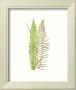 Woodland Ferns V by Edward Lowe Limited Edition Print