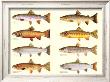 Classic Trout by Joseph Tomelleri Limited Edition Pricing Art Print