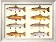 Classic Trout by Joseph Tomelleri Limited Edition Print