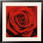 Romatic Blooming Red Rose by Anna Scott Limited Edition Pricing Art Print