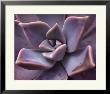 Succulent by Jill L. Sullivan Pricing Limited Edition Art Print