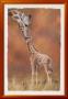 Giraffe Kiss by Simon Mendez Limited Edition Print