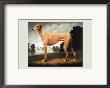 Greyhound On A Parkland Landscape by Christine Merrill Limited Edition Print