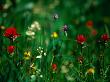 Wildflower Detail, Glacier National Park, Montana, Usa by Gareth Mccormack Limited Edition Print